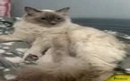 Ragdoll cats for sale: Pure Bluepoint Ragdoll kittens - Image 14