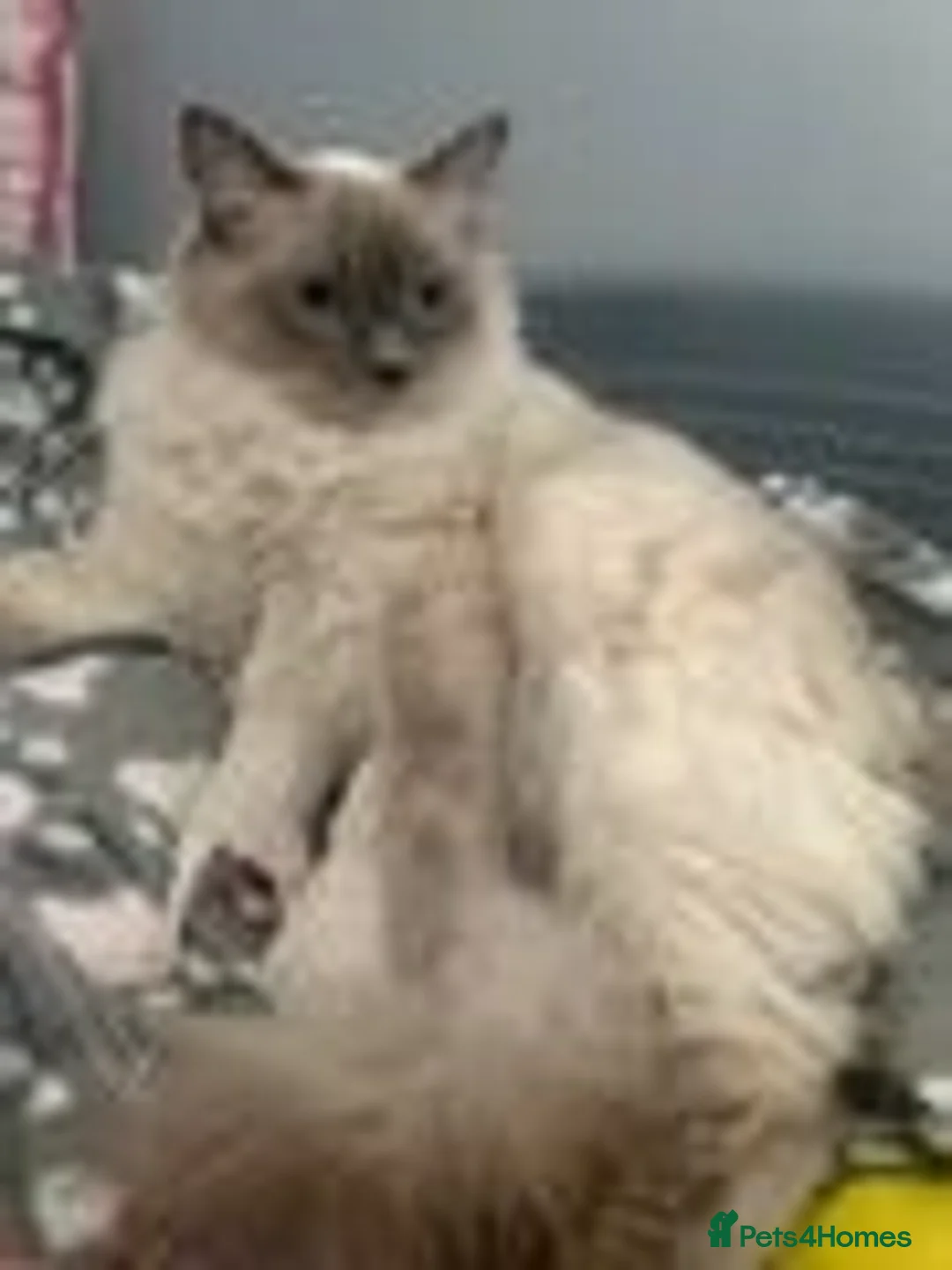 Ragdoll cats for sale: Pure Bluepoint Ragdoll kittens - Image 14