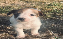 Jack Russell dogs for sale: jack Russel puppies  - Image 8
