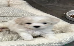 Bichon Frise dogs for sale: KC Registered Pedigree Bichon Frise Puppies - Image 9