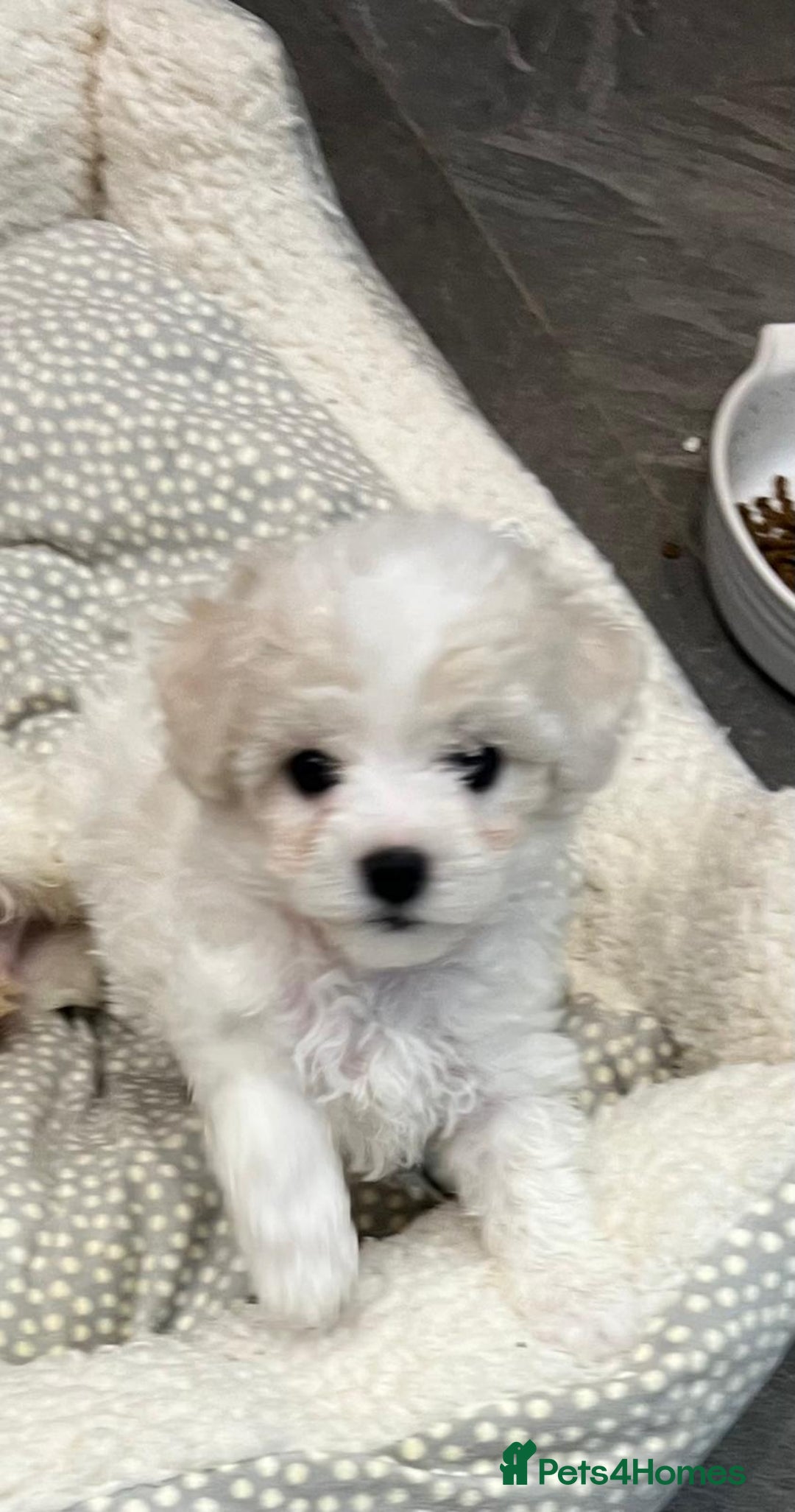 Bichon Frise dogs for sale: KC Registered Pedigree Bichon Frise Puppies - Image 9