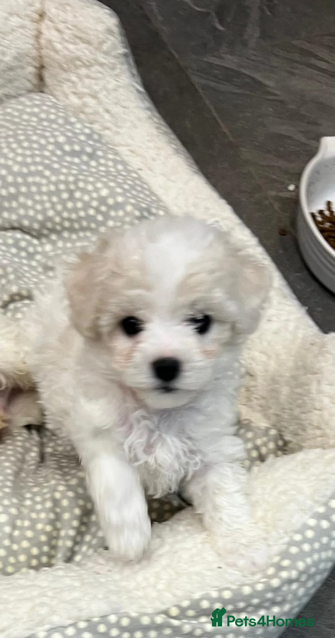 Bichon Frise dogs for sale: KC Registered Pedigree Bichon Frise Puppies - Advert 9