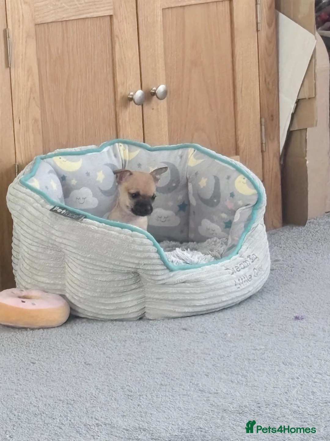 Jack Chi dogs for sale: 3/4 chihuahua 1/4 jack Russell  in Swindon - Advert 13