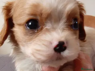 Cavalier King Charles Spaniel dogs KC health tested Cavalier king Charles spaniel,s - Advert 1