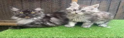 Maine Coon cats for sale: Pedigree Maine Coon kittens champion blood line - Advert 14
