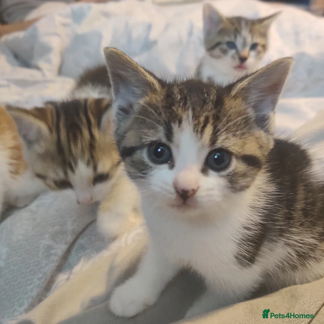 Mixed Breed cats for sale: Beautiful soft loving kittens  - Advert 9