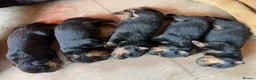 Rottweiler dogs for sale: Rottwailer in Sidcup - Advert 2