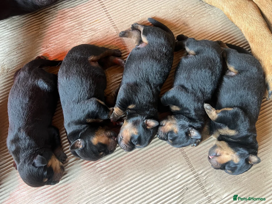 Rottweiler dogs for sale: Rottwailer in Sidcup - Advert 2