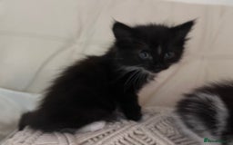 Mixed Breed cats for sale: 4 black + white mixed kittens - Image 7