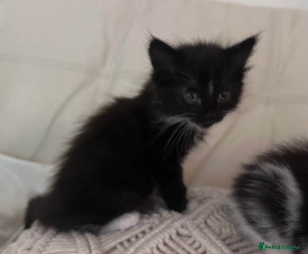Mixed Breed cats for sale: 4 black + white mixed kittens - Image 7