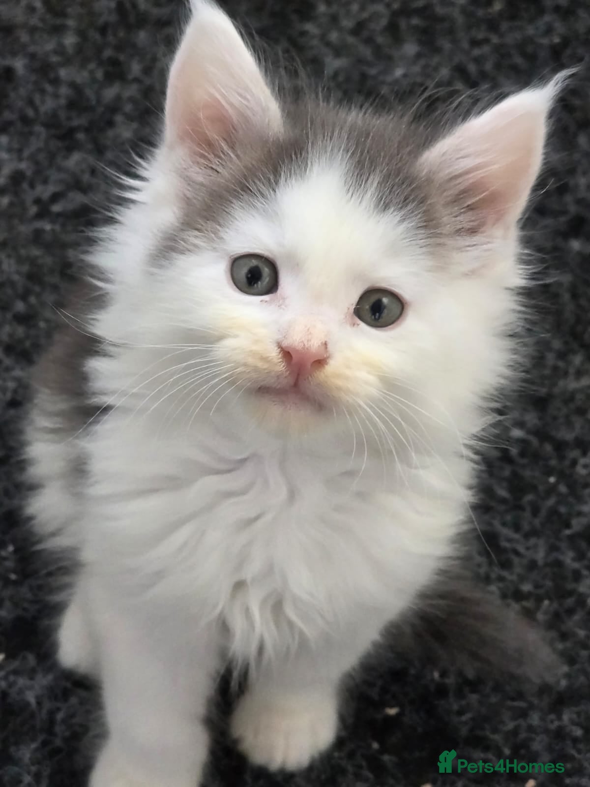 Maine Coon cats STUNNING MAINE COON KITTENS  - Advert 16