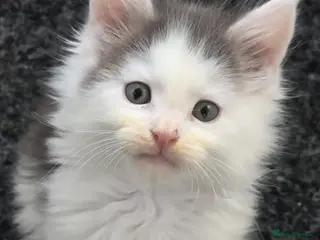 Maine Coon cats STUNNING MAINE COON KITTENS - Advert 16