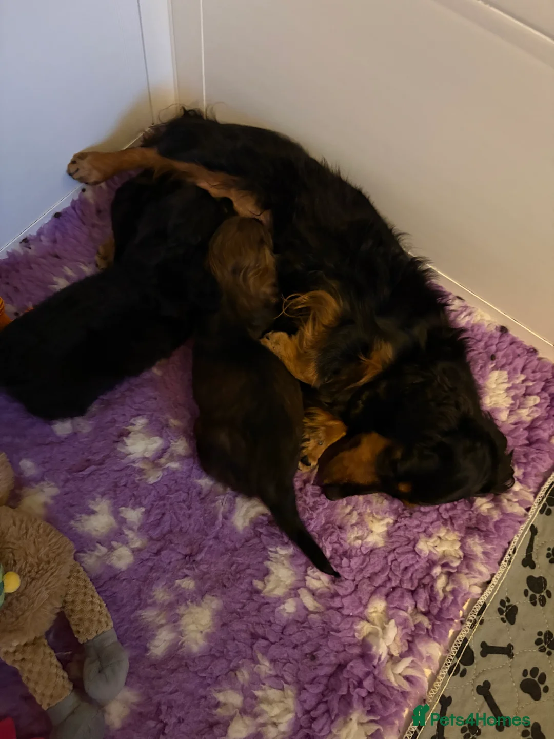 Miniature Dachshund dogs for sale: Miniature Longhaired Dachshunds  - Advert 2