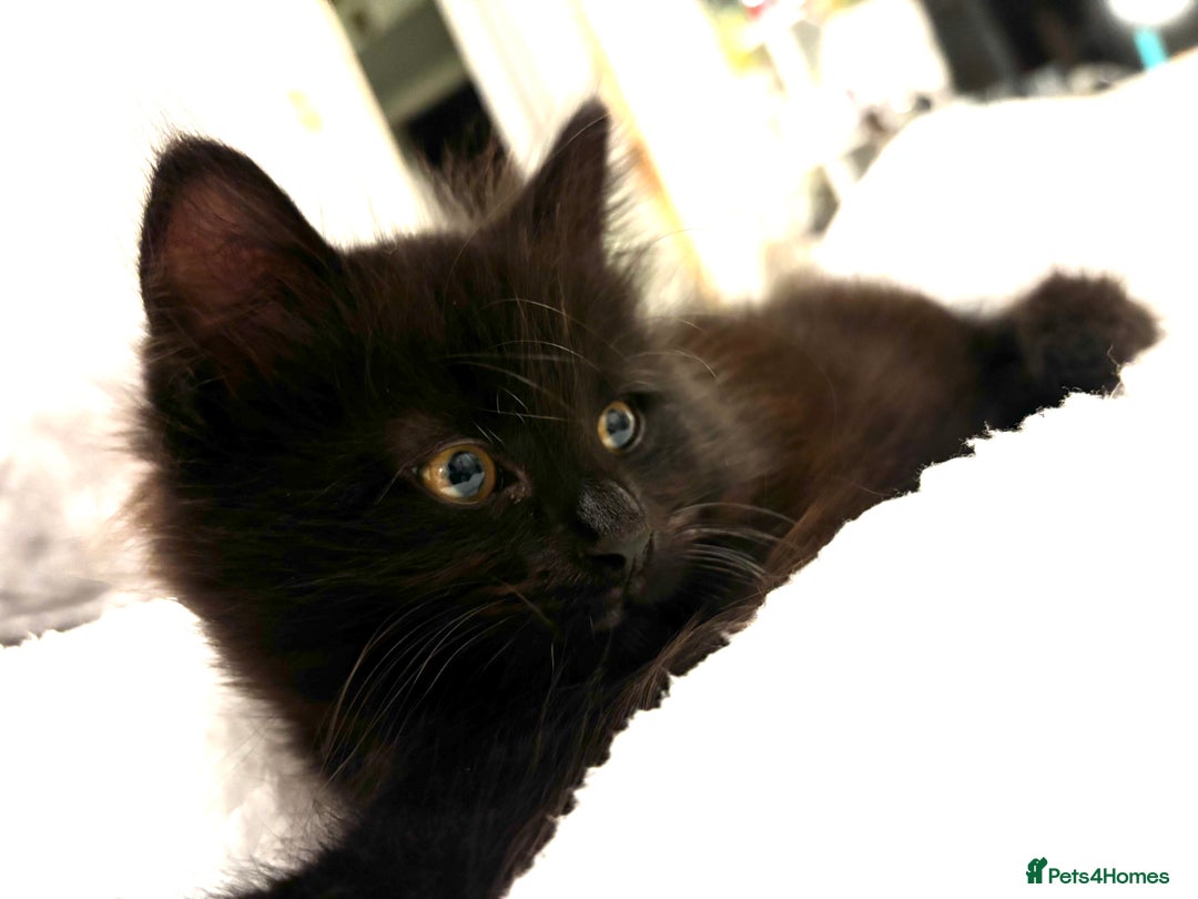 Mixed Breed cats for sale: Very fluffy, playful kittens - Advert 3