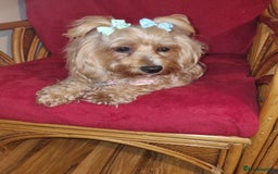 Bichon Frise dogs for sale: 2 Bichon puppies for sale  - Image 17