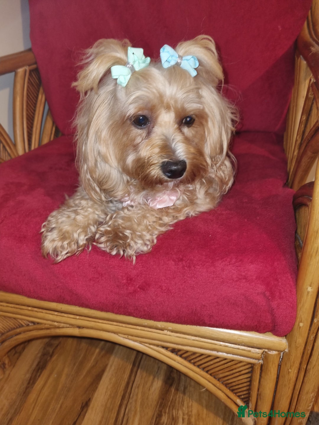 Bichon Frise dogs for sale: 2 Bichon puppies for sale  - Image 17