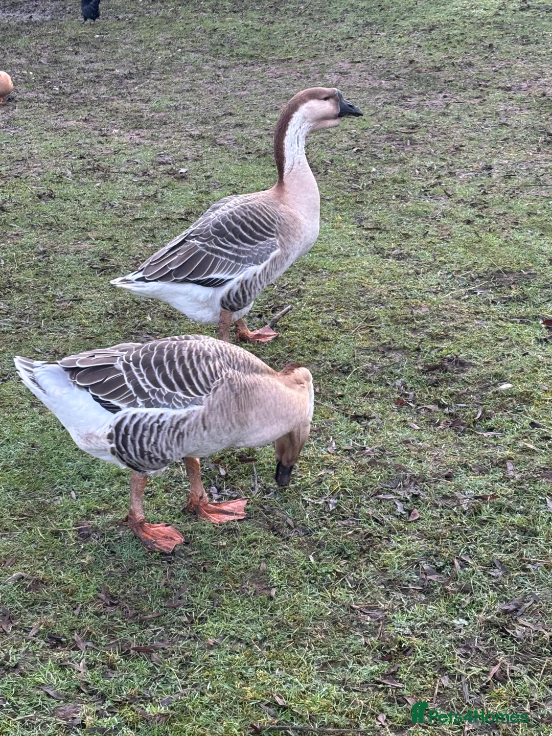 Geese poultry for sale: Pair of African geese  - Advert 2