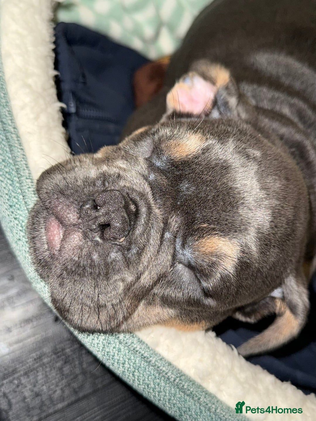 Mixed Breed dogs for sale: Beautiful Tan and Blue Frenchie x English Bulldog - Advert 2