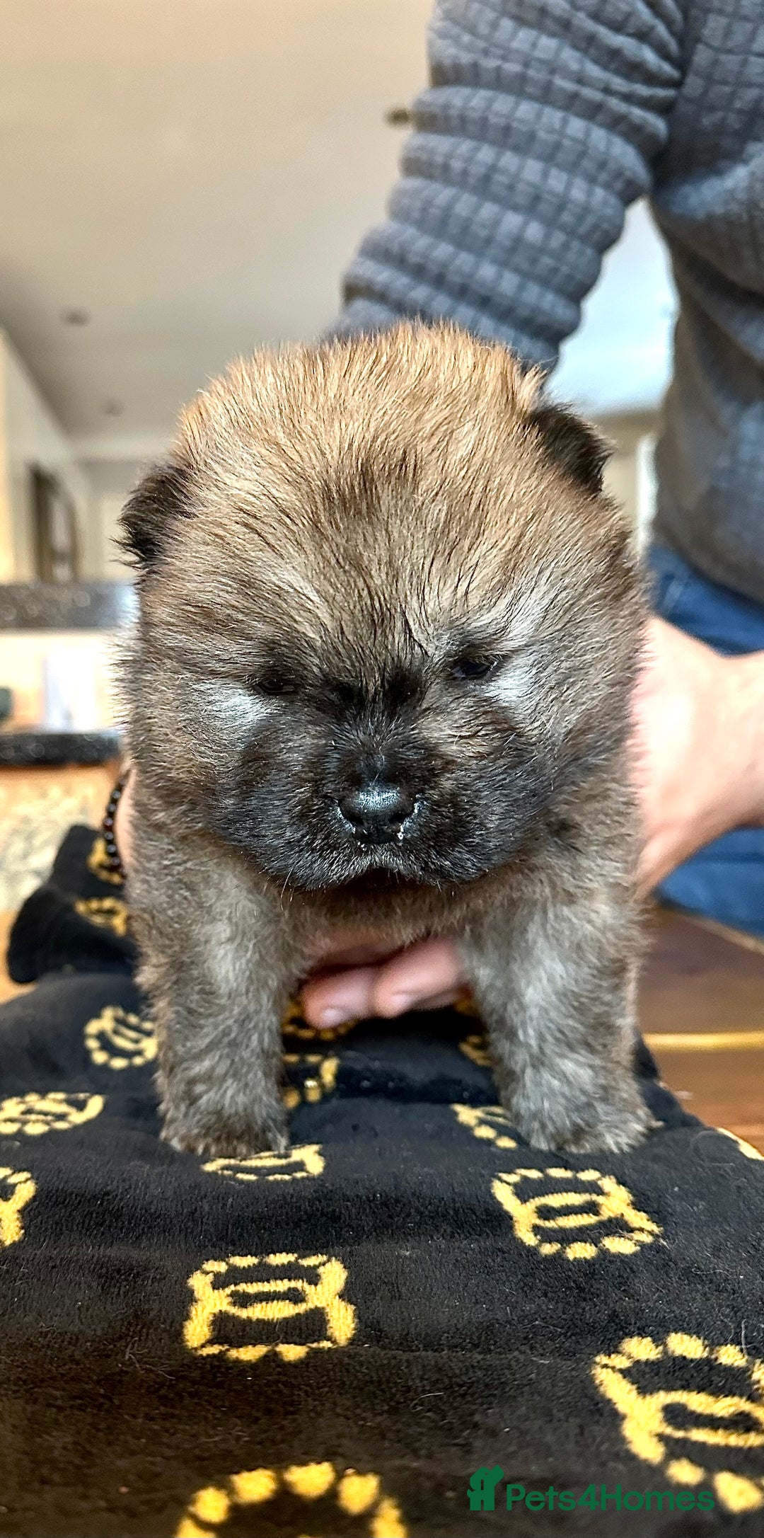 Chow Chow dogs for sale: Stunning KC registered Chow Chow puppies  - Advert 11