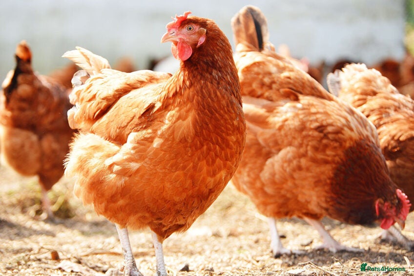 Chickens poultry Laying hens - Advert 1