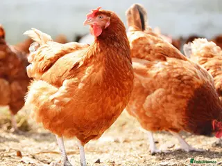 Chickens poultry Laying hens - Advert 1