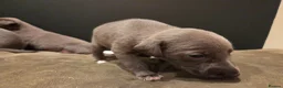 Mixed Breed dogs for sale: Bedlington whippet greyhound pups - Advert 9