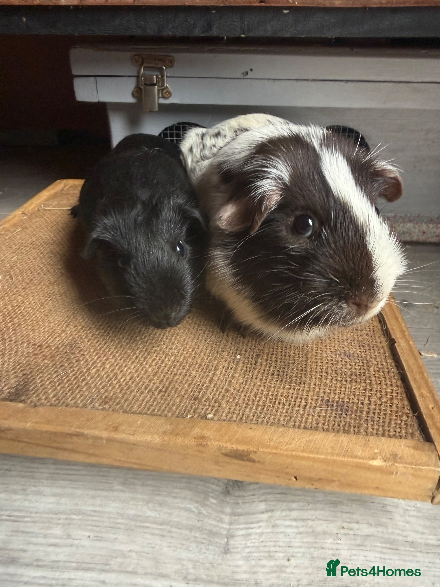 Guinea Pig rodents Various Guinea Pigs Boars and Sows - Advert 2