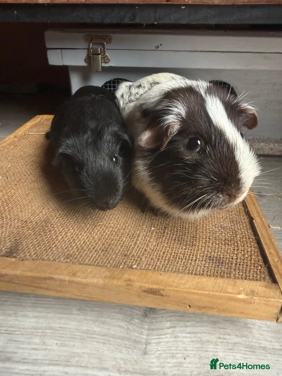 Guinea Pig rodents for sale: Various Guinea Pigs Boars and Sows - Advert 2