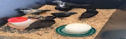 Chickens poultry for sale: Silkies & polish chicks  - Advert 3