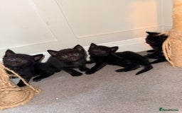 Mixed Breed cats for sale: 4 gorgeous black striped kittens - Image 3