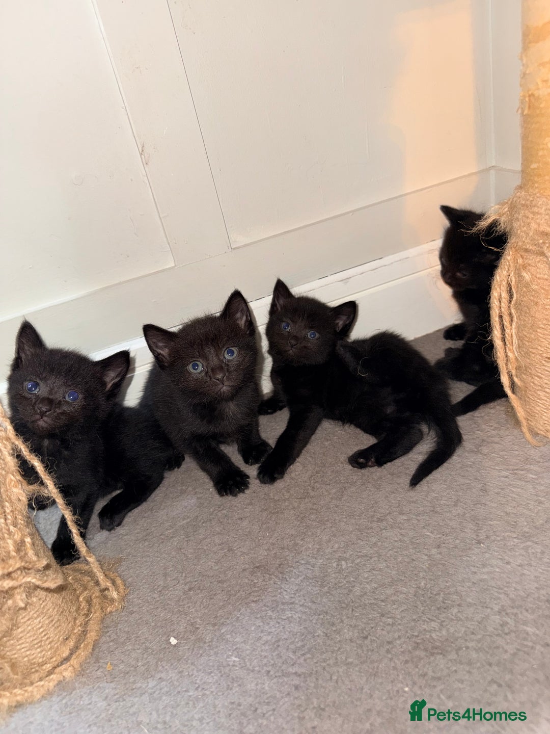 Mixed Breed cats for sale: 4 gorgeous black striped kittens - Image 3