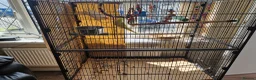 Ringnecks birds for sale: Ringneck parrots in Stoke-on-Trent - Advert 1