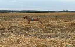 Miniature Pinscher dogs for sale: ✨ Exceptional Miniature Pinscher Puppies ✨ - Image 14