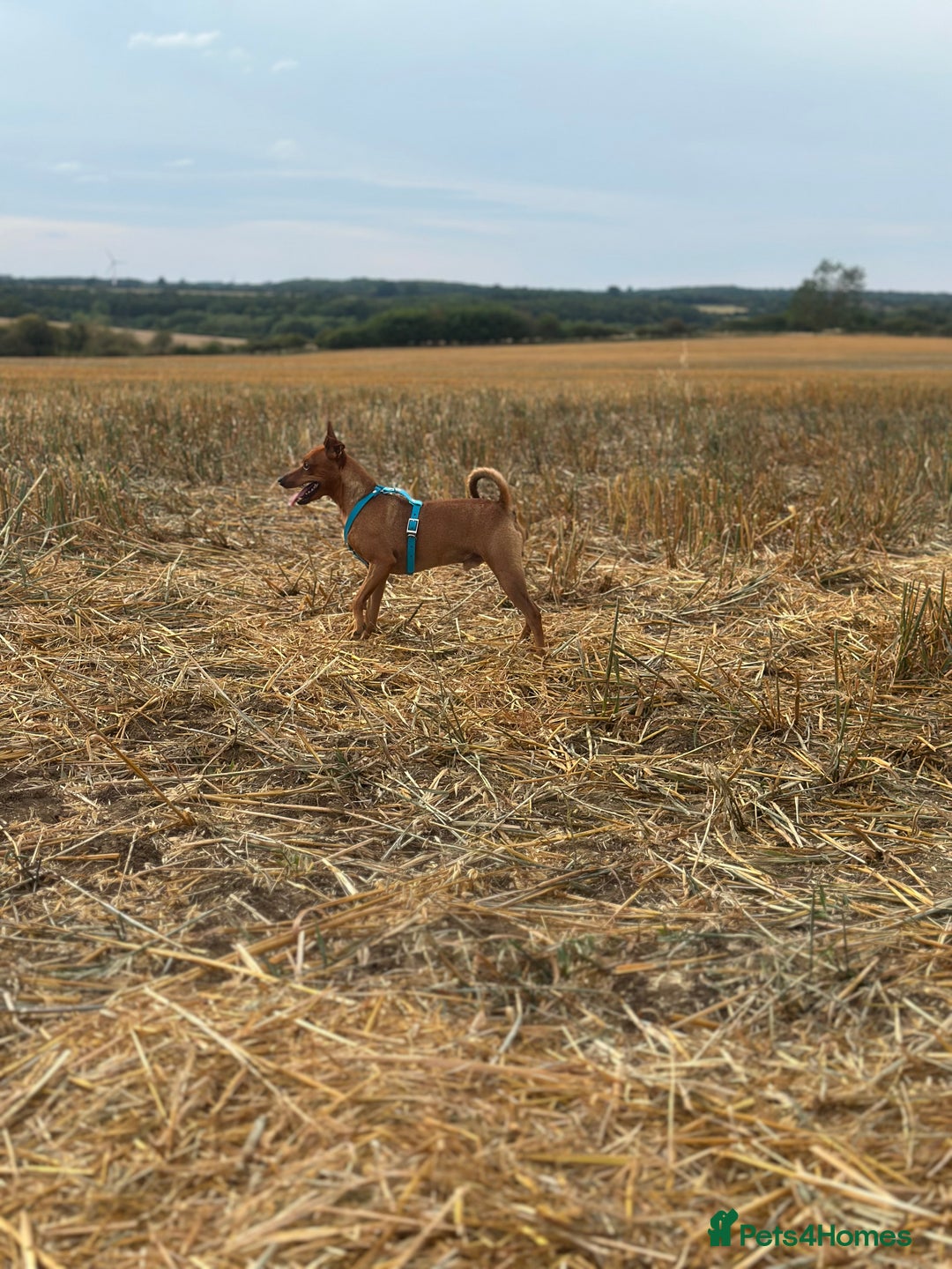 Miniature Pinscher dogs for sale: ✨ Exceptional Miniature Pinscher Puppies ✨ - Image 14