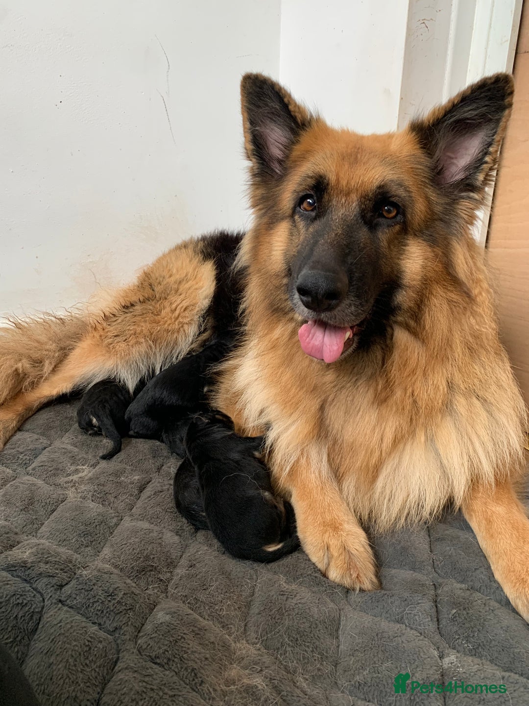 German Shepherd dogs for sale: Long-Medium hair pure bred German Shepherds 🇩🇪 - Image 3