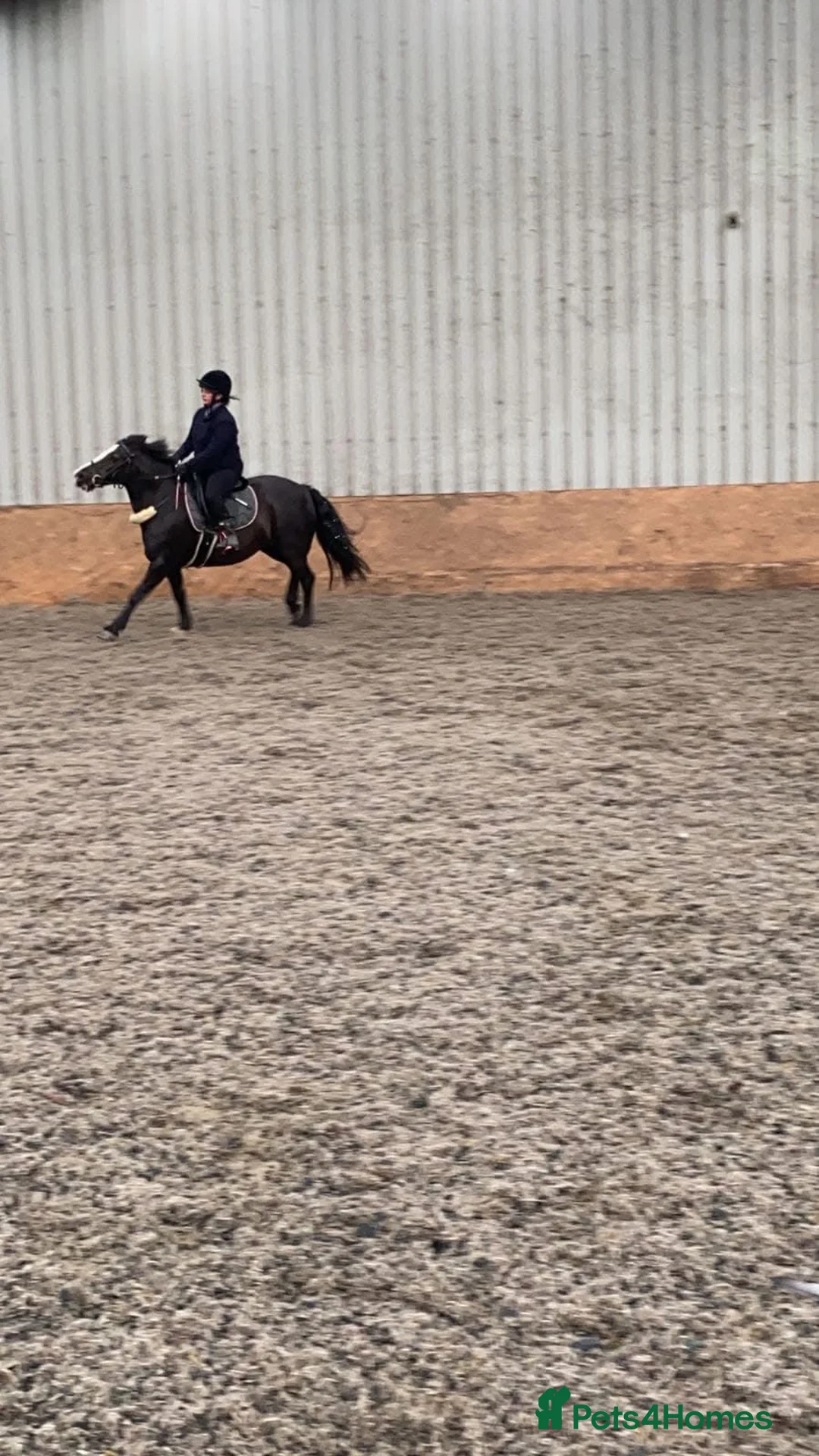 Fell horses for sale: Tammy WelshXFell cob mare in Morpeth - Advert 13