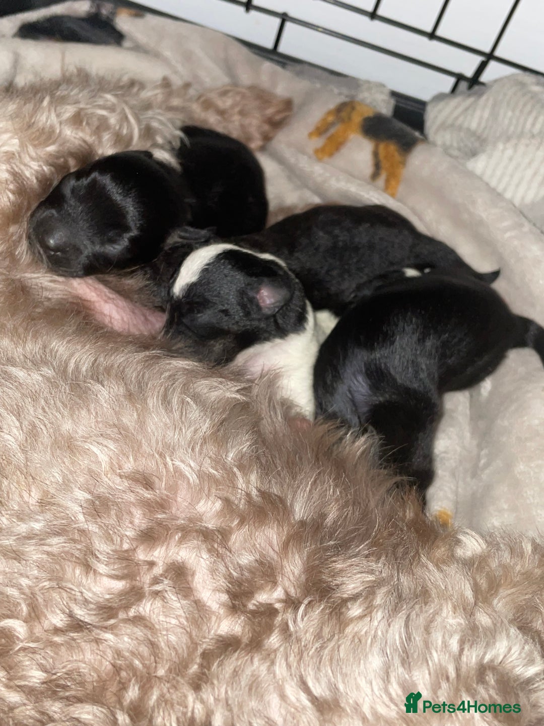 Jackapoo dogs for sale: Jackapoo puppies ready to leave - Advert 5