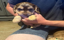Cocker Spaniel dogs for sale: Wonderful show type cocker spaniels - Image 26