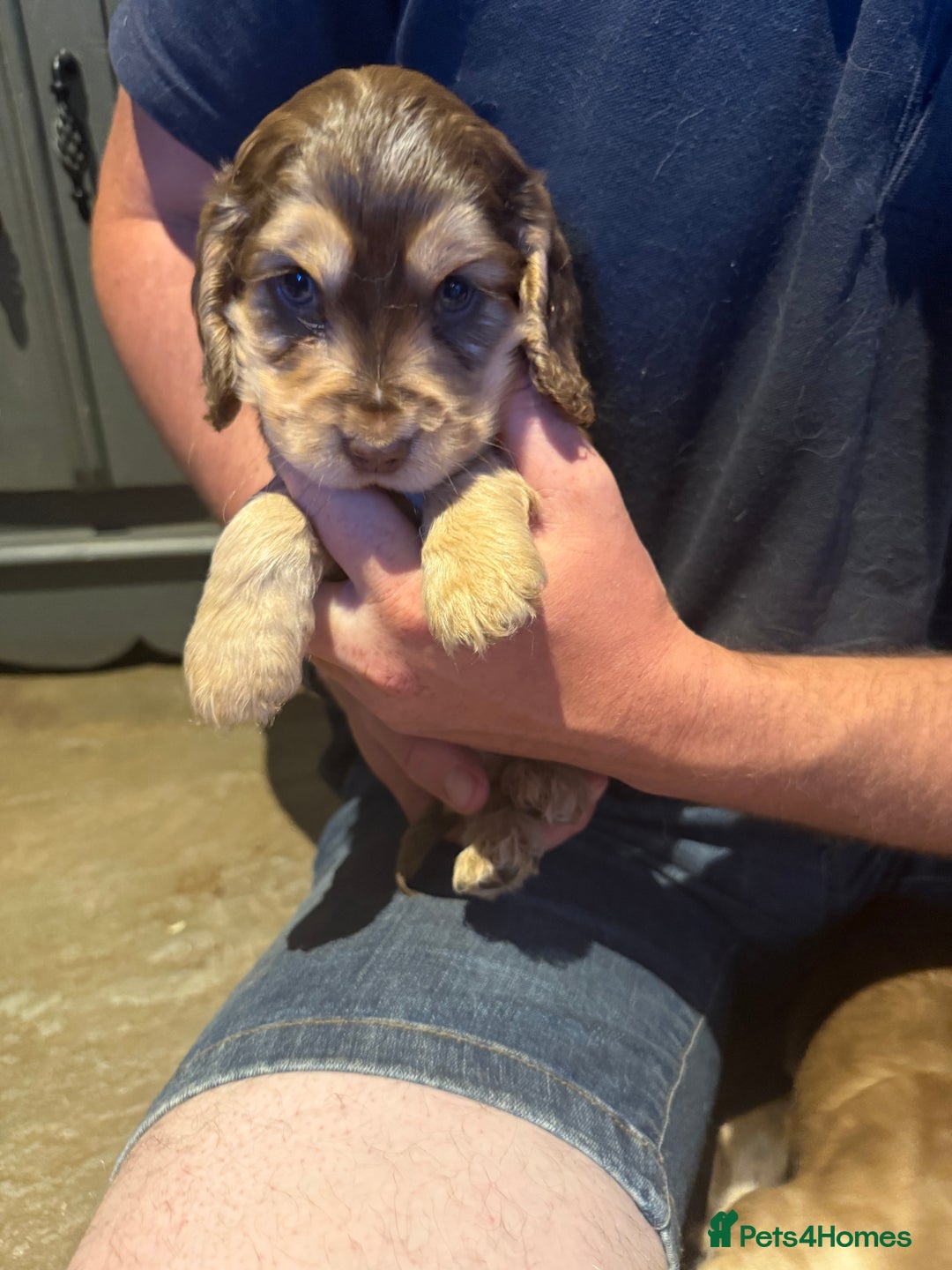 Cocker Spaniel dogs for sale: Wonderful show type cocker spaniels - Image 26