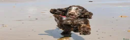 Cocker Spaniel dogs for sale: Stunning KC Choc. Roan Show Cocker Spaniel Pups - Advert 2