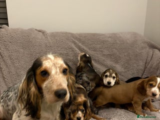 Cocker Spaniel dogs Show type KC reg and DNA health tested parents - Advert 12