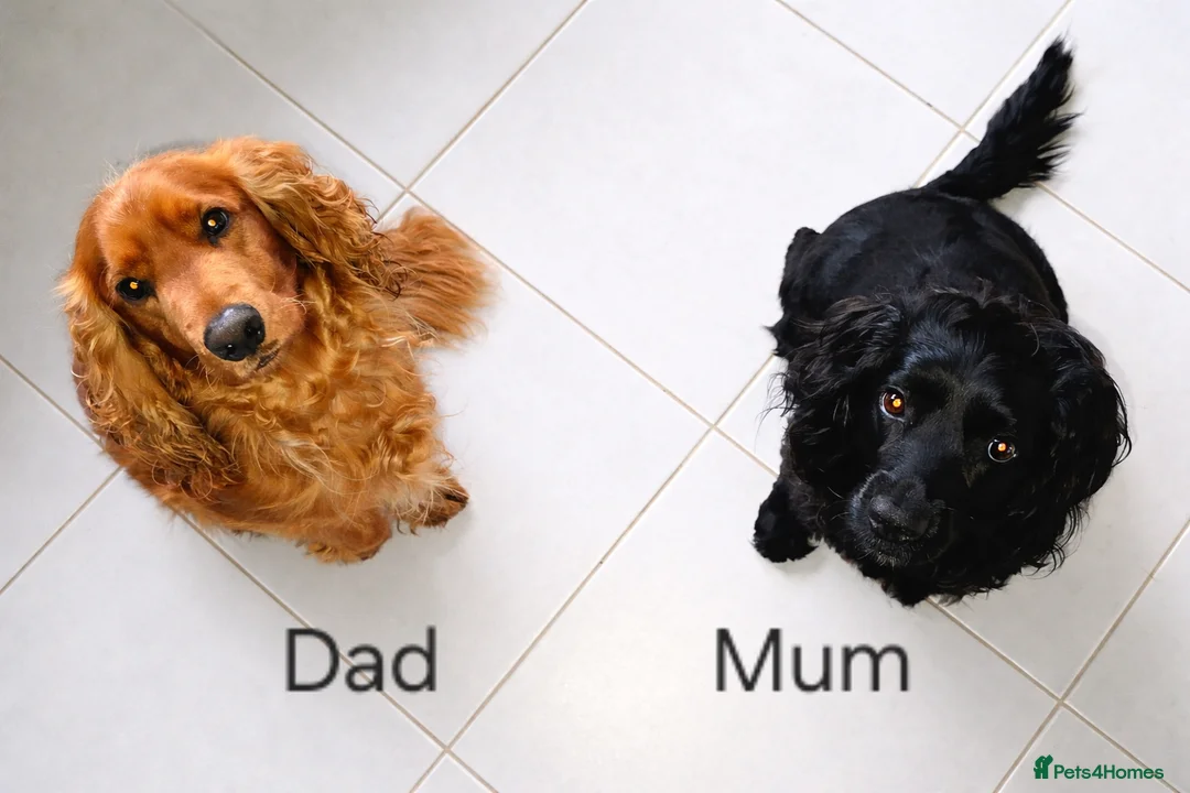 Cocker Spaniel dogs for sale: Gorgeous Cocker Spaniel Girl Puppies in Skelmersdale - Advert 8