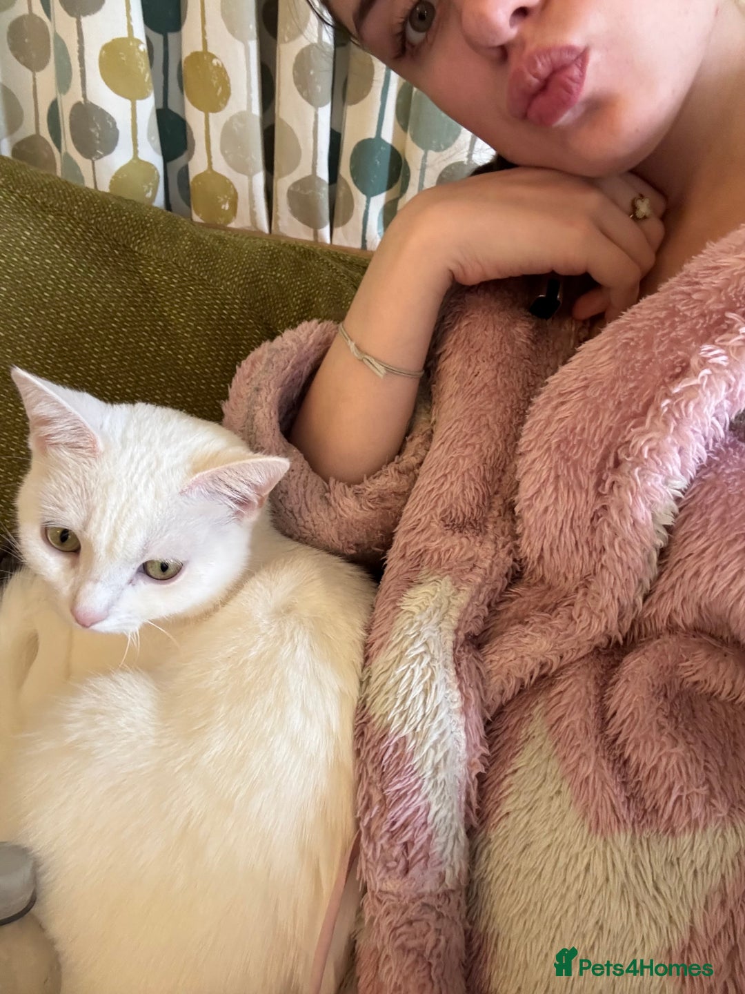 Mixed Breed cats for sale: Lovely Indoor cat looking for a loving new home - Advert 5