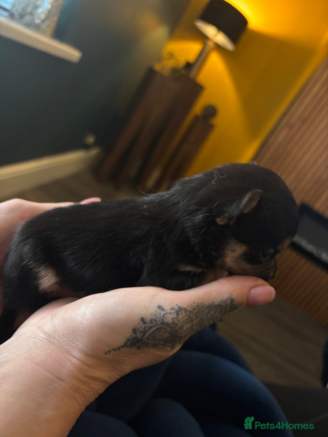 Chihuahua dogs for sale: GORGEOUS LONGHAIRED MERLE CHIHUAHUAS  - Advert 29