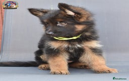 German Shepherd dogs for sale: 🤩💥READY NOW 🤩💥German shepherd puppies  - Image 10