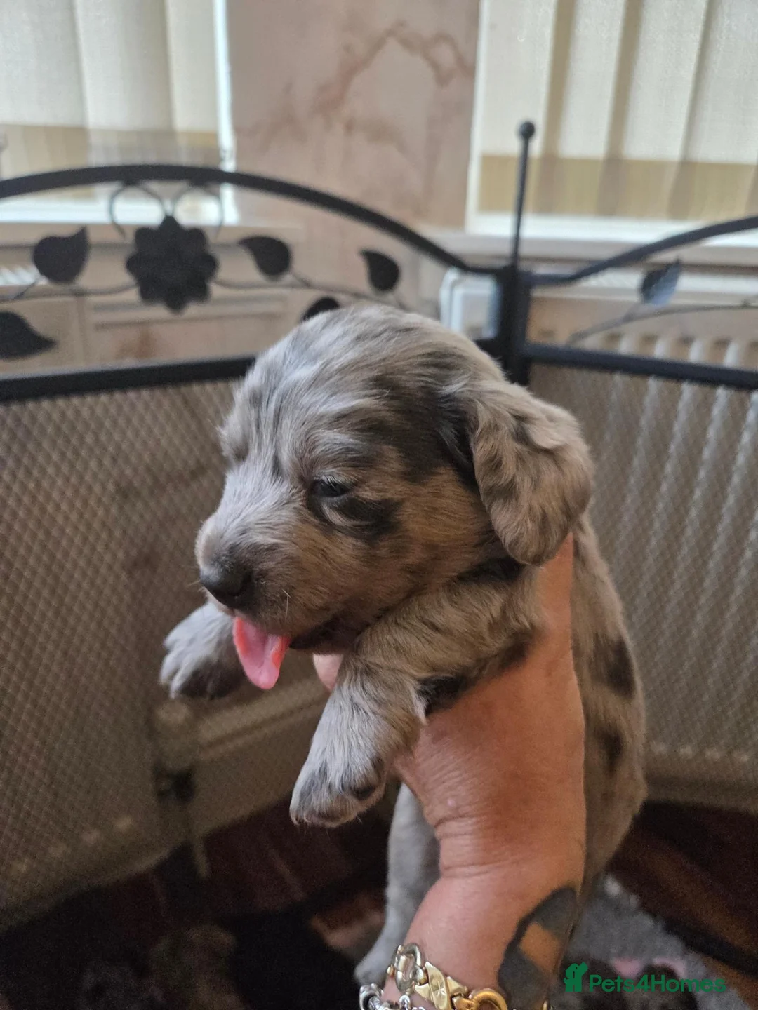 Miniature Dachshund dogs for sale: Mini longhaired dachshunds  - Advert 2