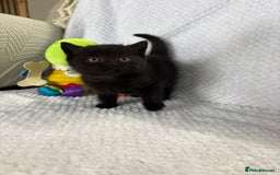 British Shorthair cats for sale: Beautiful British shorthair x kittens - Image 11