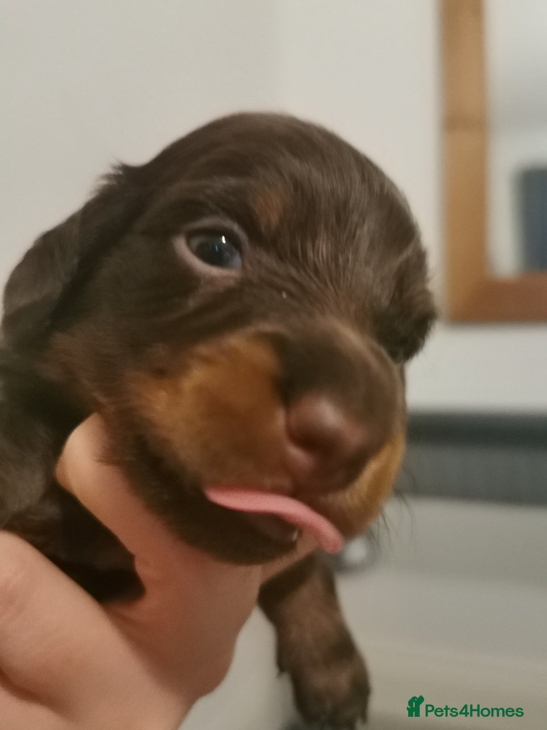 Miniature Dachshund dogs for sale: 5 beautiful miniature dachshund pups for sale - Image 10