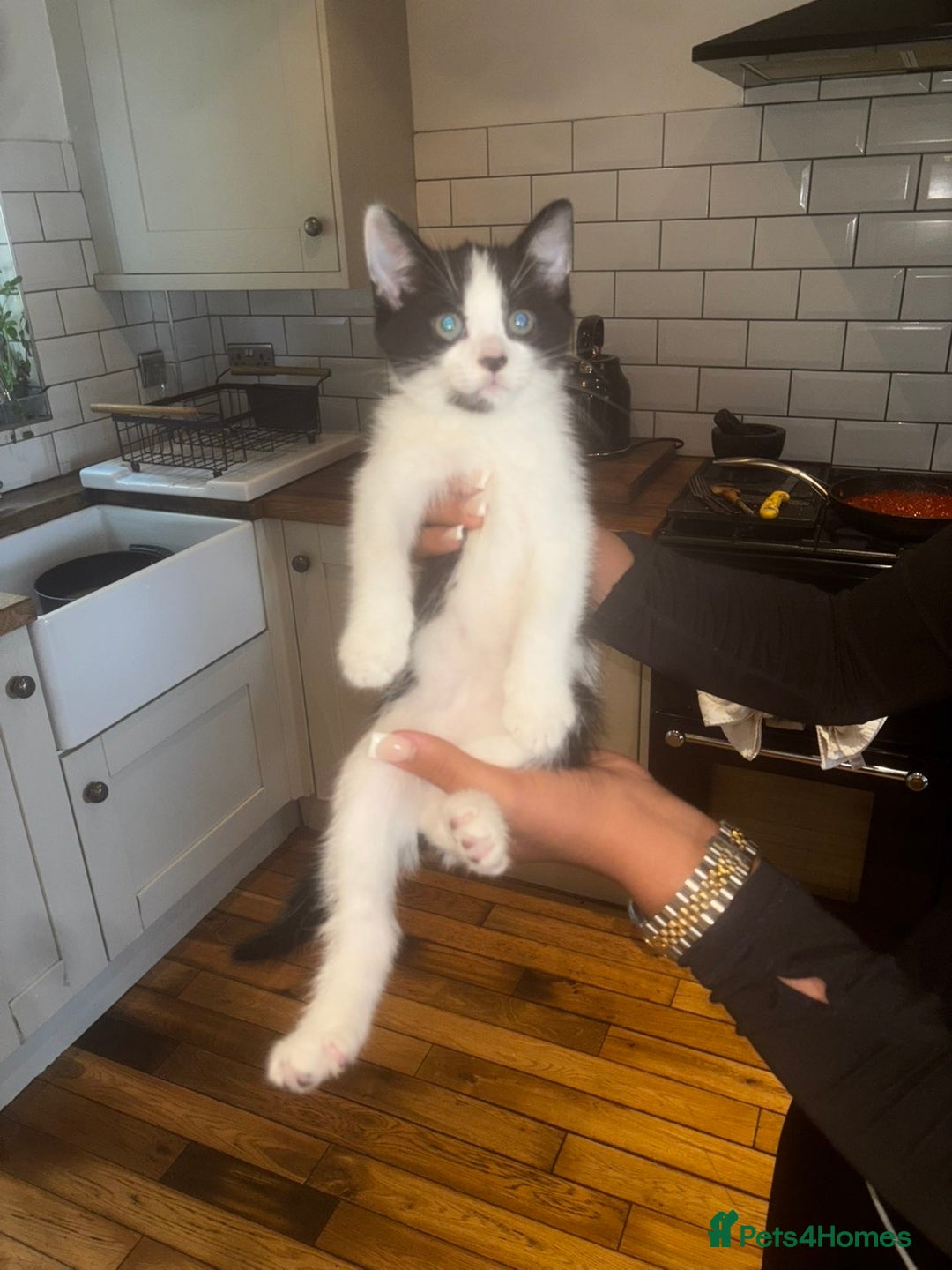 Mixed Breed cats for sale: Black, Black and white Kittens  - Image 1