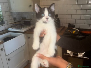 Mixed Breed cats - Advert 39